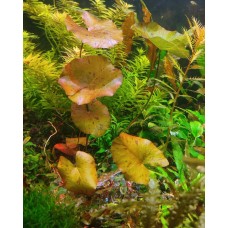 Німфея тигрова червона